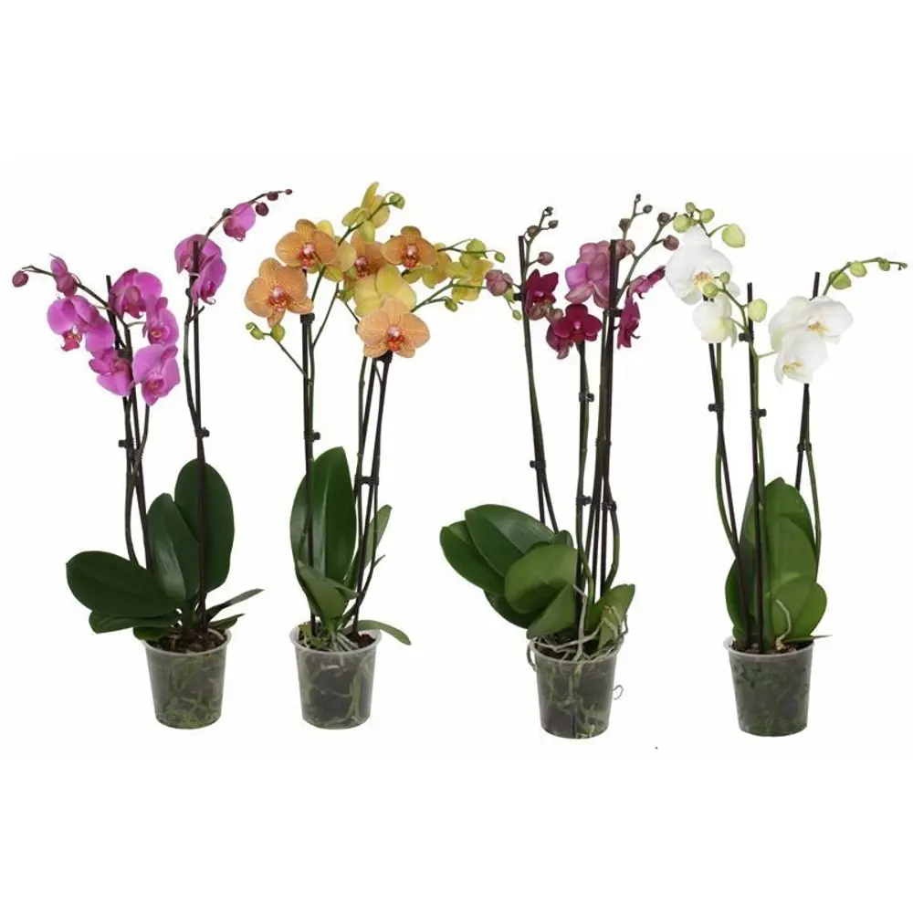 Фаленопсис микс 3 ствола в горшке ø12 см 89434616 Santreyd STLM-1581770