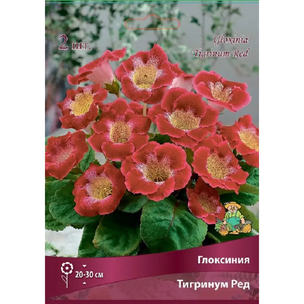 Глоксиния Тигринум Ред, 2 шт 89452241 STLM-2082201 ПОИСК  - Вид №1