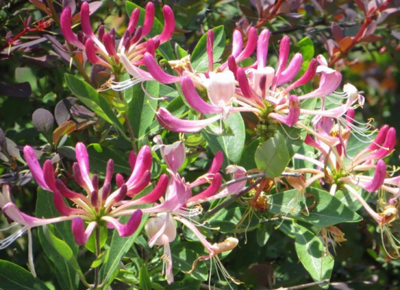 Жимолость декоративная Santreyd с ягодами-вишнями 82595159 STLM-0030948 - Вид №3