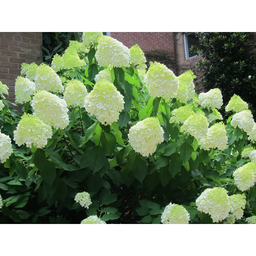 Гортензия метельчатая «Лаймлайт» 9x15 см PLANTMARKET STLM-2093293