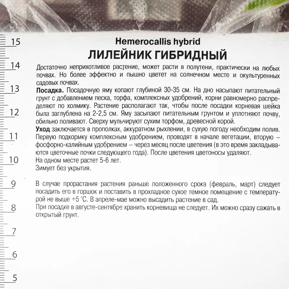 Лилейник гибридный «Литтл Анна Роза», 1 шт. 82118728 STLM-2208857 Santreyd  - Вид №1