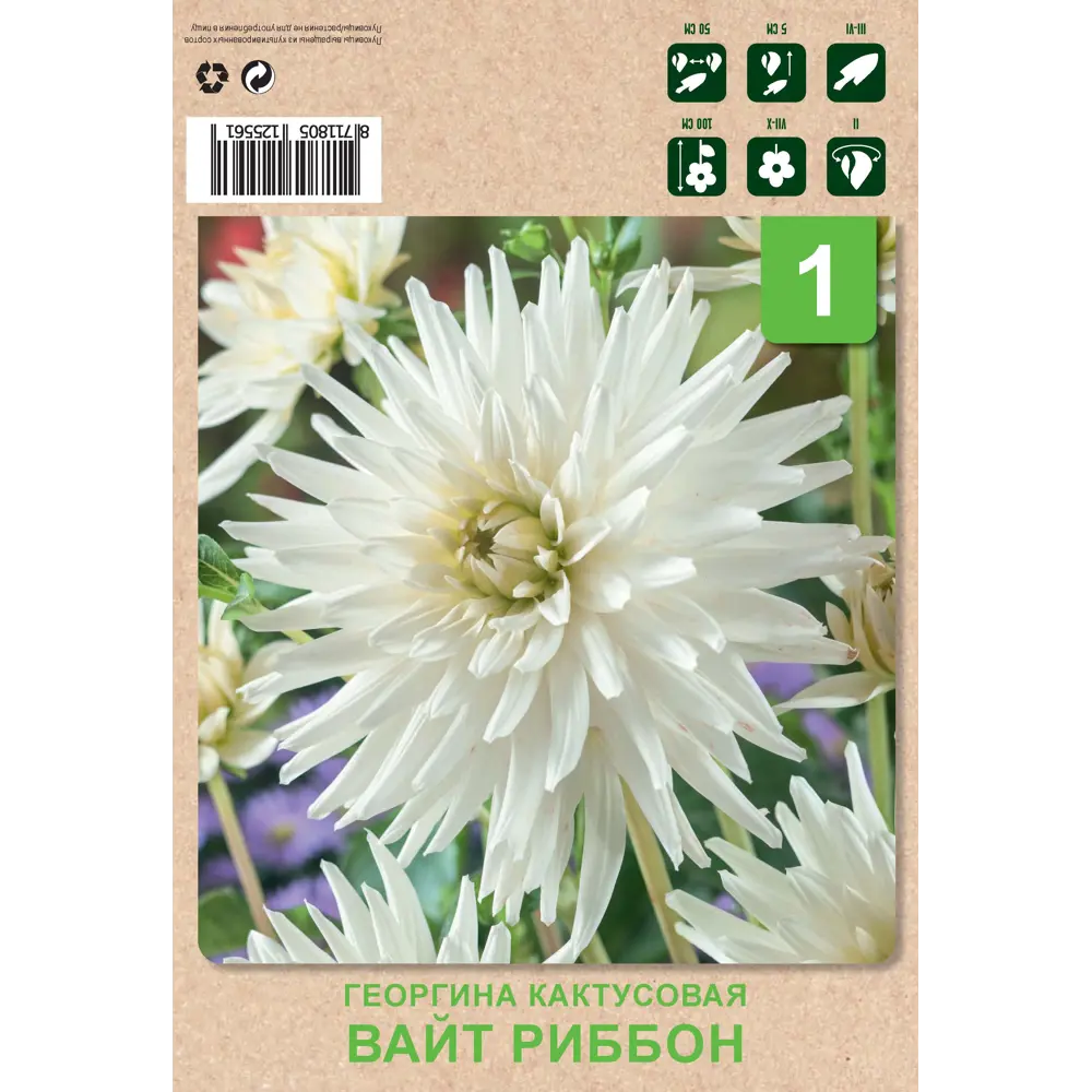 Георгина кактусовая Вайт риббон 1 шт 82549919 STLM-2022460 Santreyd 