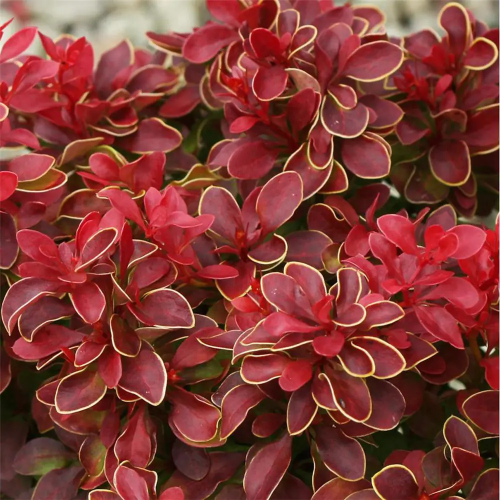 Барбарис Тунберга Адмирейшн Santreyd - декоративный кустарник для живой изгороди 87811868 STLM-0953766