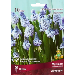 Мускари армянский Азуреум луковица 6/7, 10 шт. 88295038 STLM-2157505