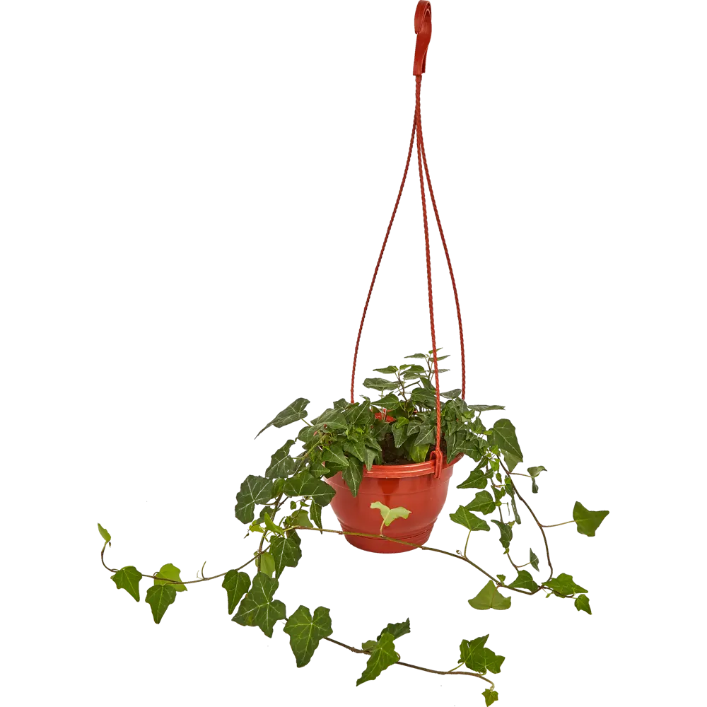 Santreyd Хедера — комнатное растение с декоративными листьями для вашего интерьера 85535973 STLM-0959571 - Вид №1