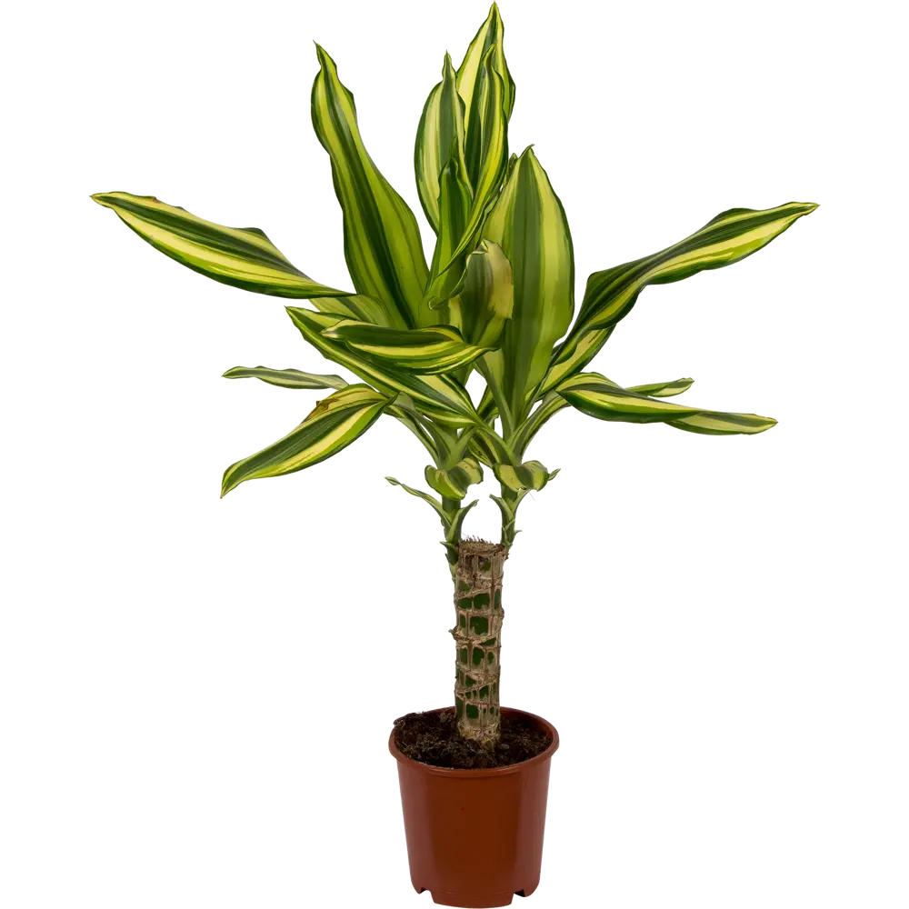 Santreyd Драцена Йелоу Кост - Живая пальма с золотистыми листьями 13533965 STLM-0003270