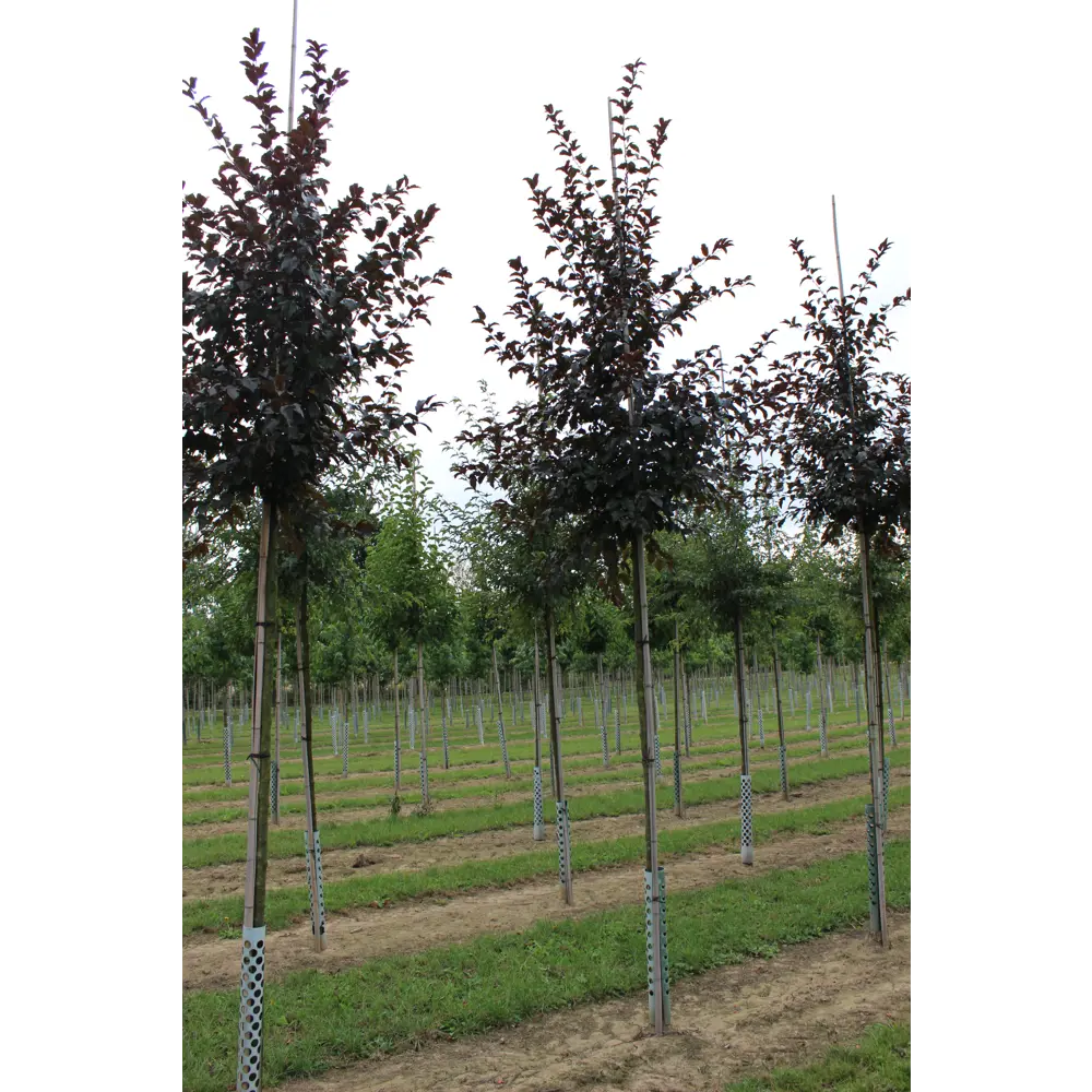 Яблоня Роялти h200-250 см 85088238 STLM-2108571 Santreyd 