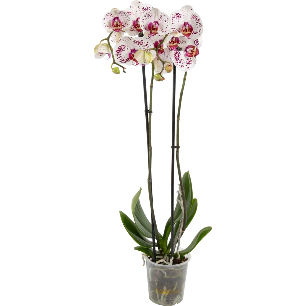 Орхидея Фаленопсис Калипсо ø12 h65 см Santreyd STLM-2058228