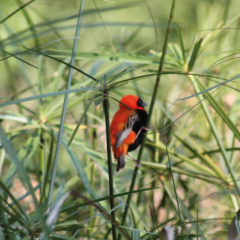 1298/CX38 Картина 1218 Adriani e Rossi 