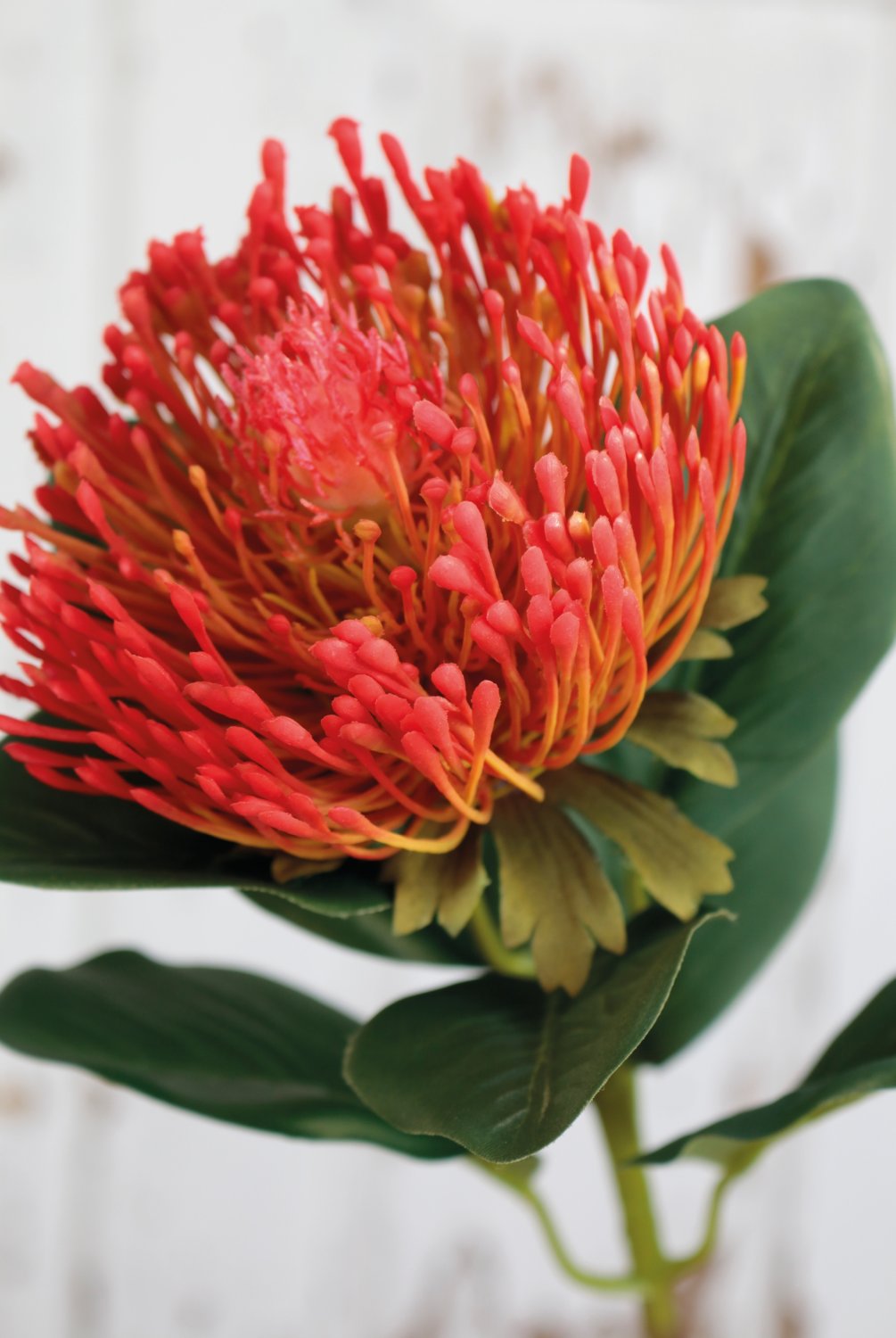 3606 403 a3 Шелковая протея, 65 см, красно-желтая H-andreas  - Вид №2