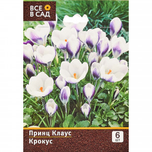 16395473 Крокус «Принц Клаус»