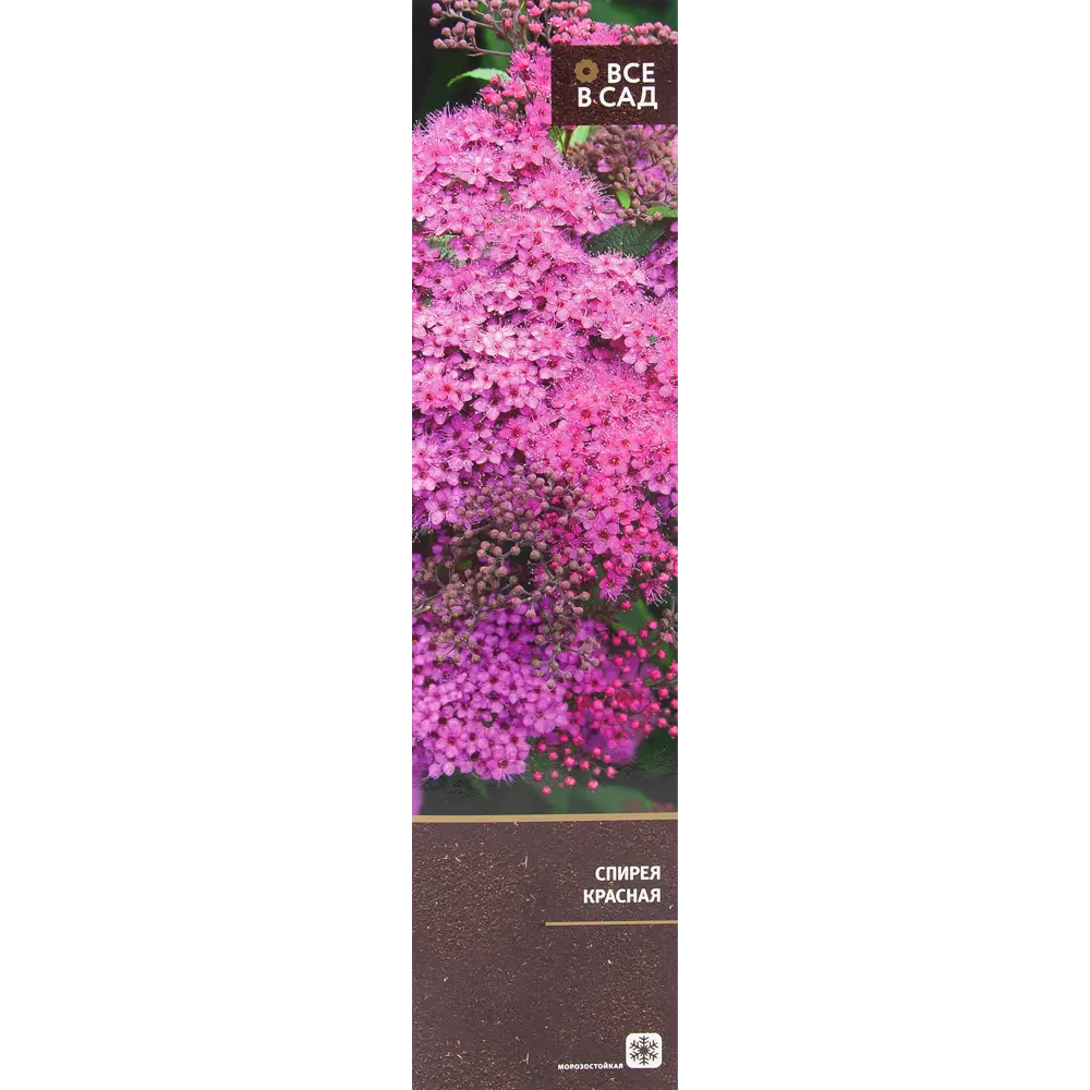 Спирея красная в тубе 82539519 STLM-2106590 ВСЕ В САД 