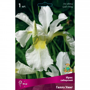 88294640 Ирис сибирский Галлз уинг луковица I