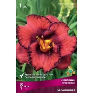 Лилейник гибридный Берилишез луковица I 83597590 STLM-2195082