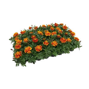 Тагетес Патула 40 шт 82253946 STLM-2102979