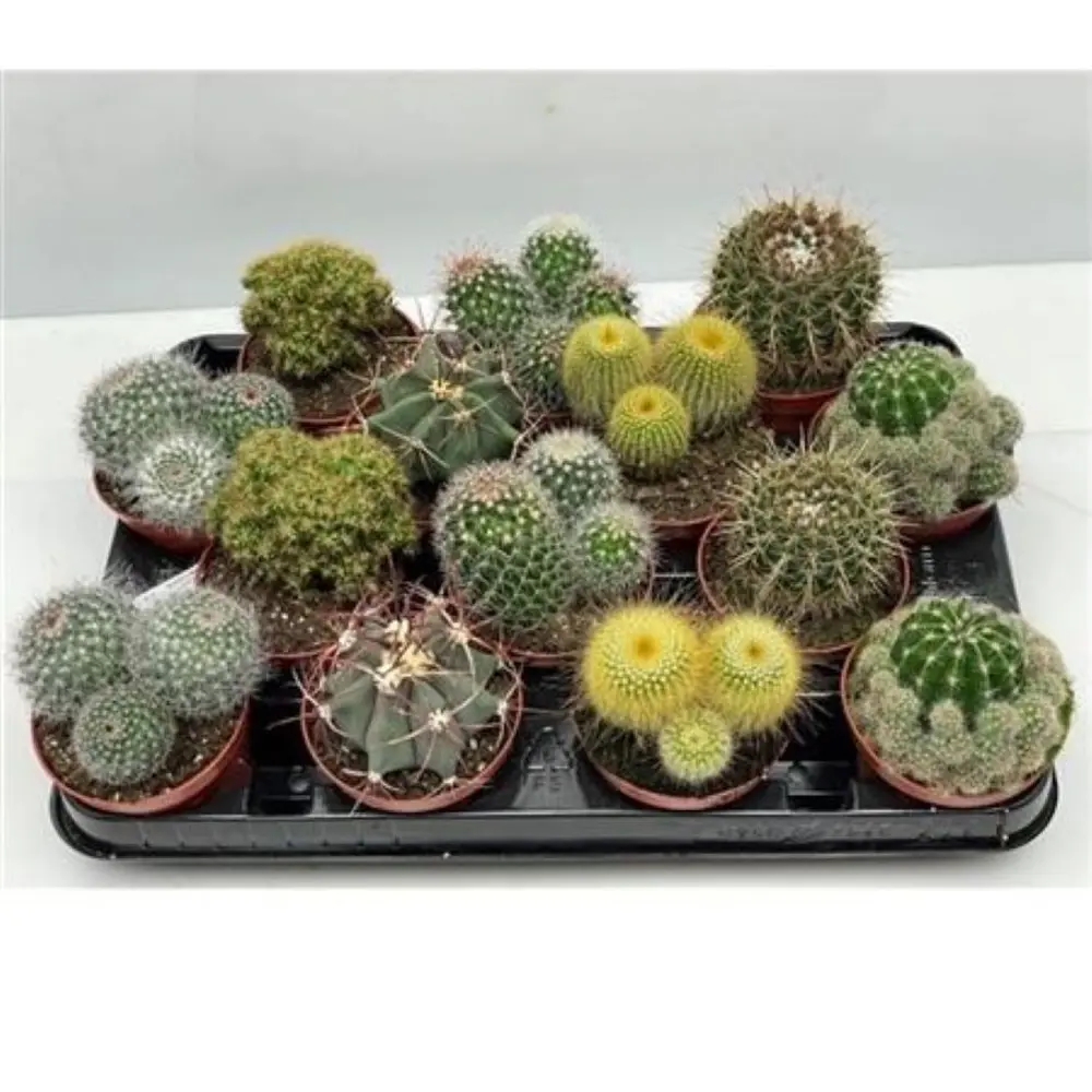 Комнатное растение Кактус микс в горшке ø8.5 см 89441738 Santreyd STLM-1579905