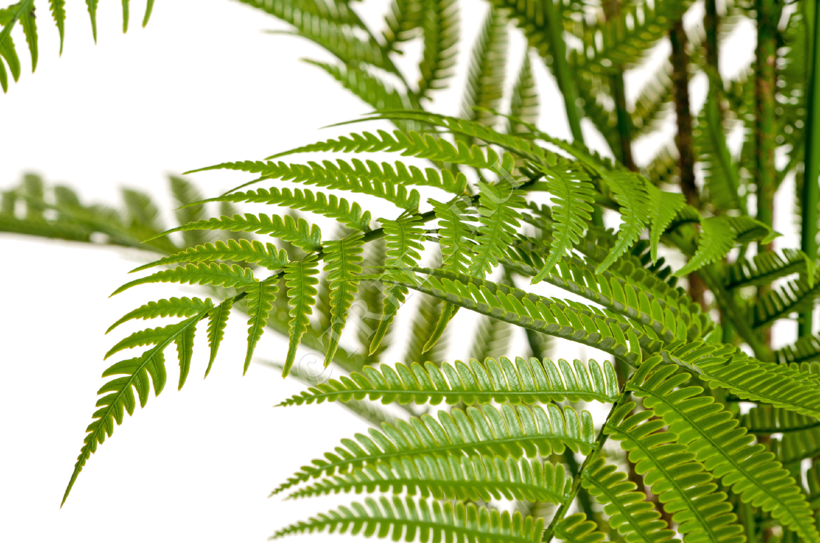 10.56805N Папоротник Форест древовидный Цветочная коллекция  - Вид №1