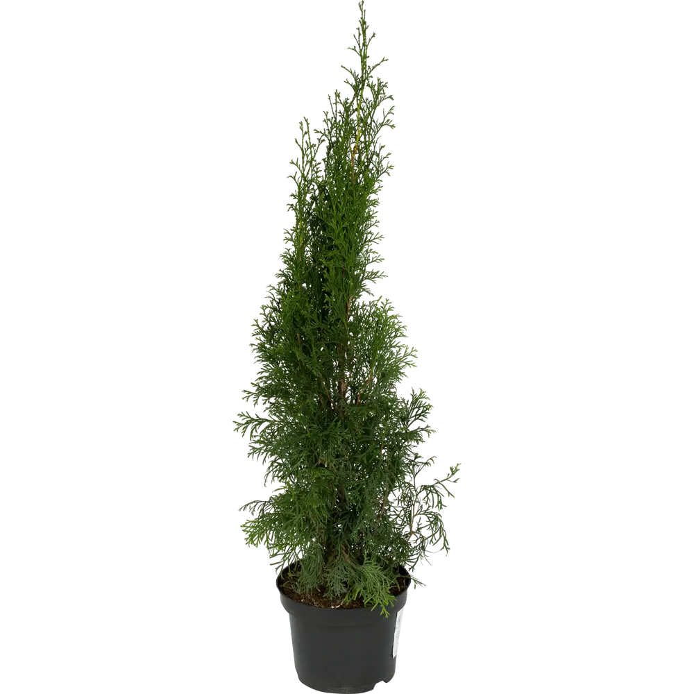 Туя западная «Смарагд» 2.5 л h60 см 82219053 STLM-2083678 Santreyd 