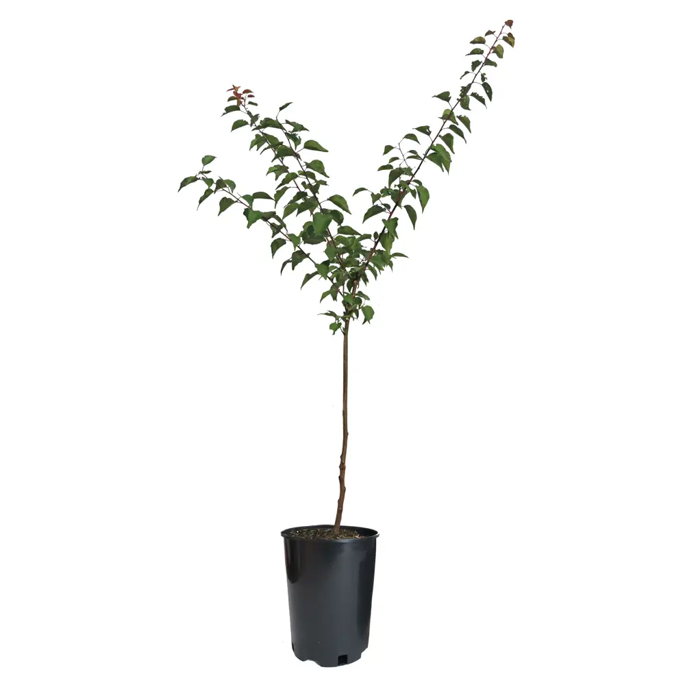 Персик Редхевен пакет 89465422 STLM-2093786 PLANTMARKET  - Вид №1