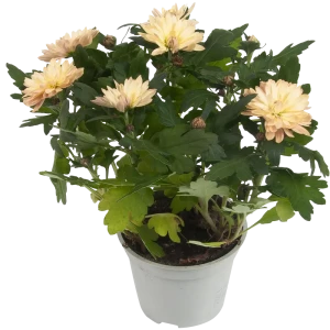 Хризантема Махровая микс 12x25 см 82548594 STLM-2133555