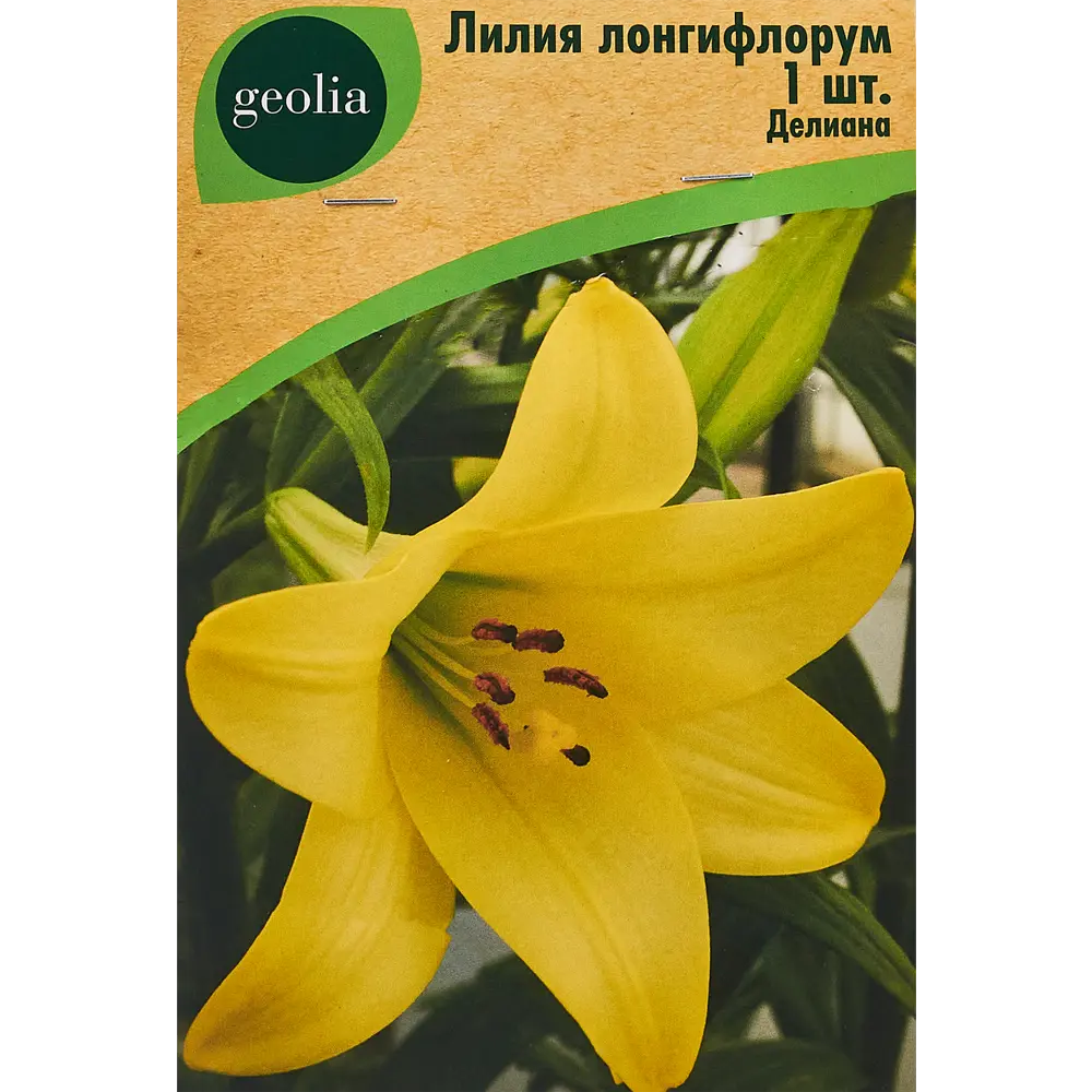 Лилия Geolia Лонгифлорум Делиана 86408643 STLM-2063649 