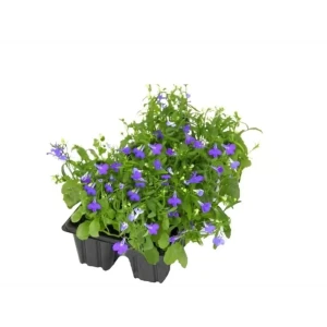Лобелия в кассете 4 шт 82585358 STLM-2206003
