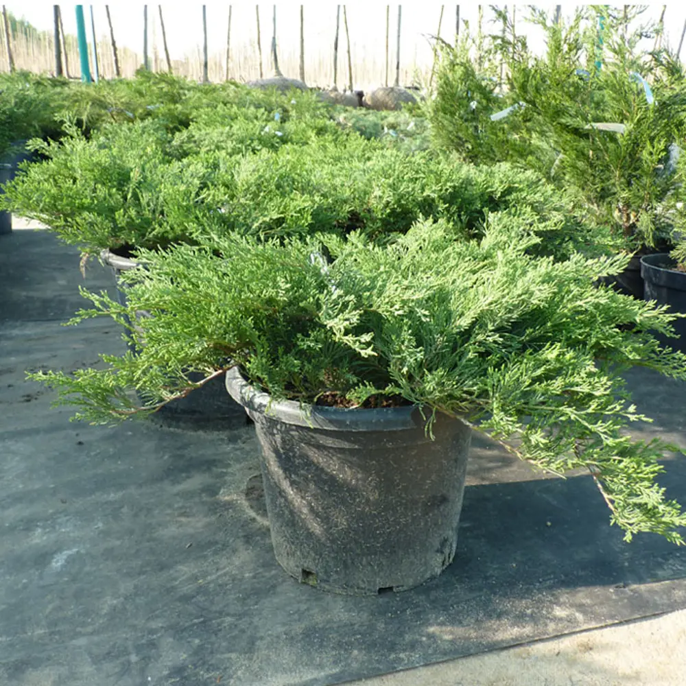 Можжевельник Экспанса Вариегата ø17 h20 - 40 см 89363488 STLM-2006280 Santreyd 