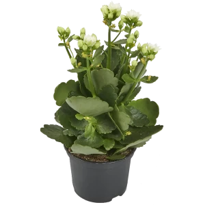 Каланхое цветной микс 10.5x21 см 82399674 STLM-2137088