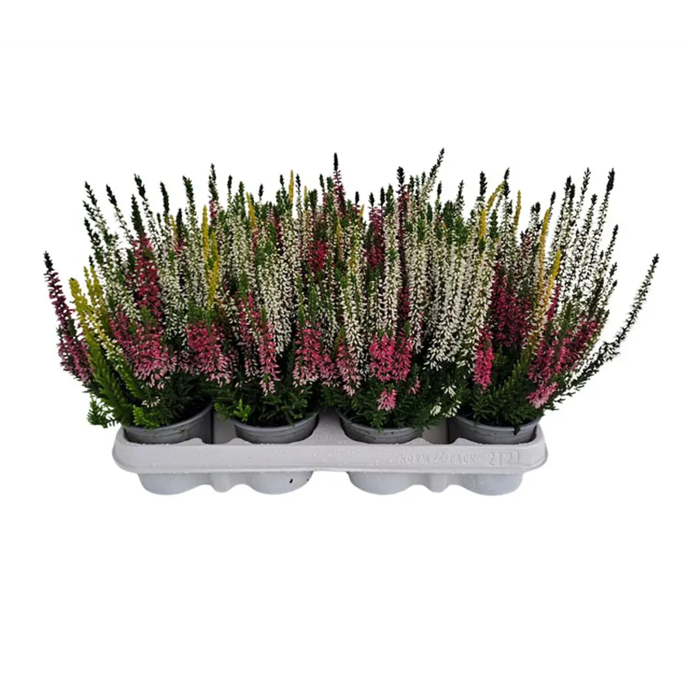 Калунна Бьюти Ледис Трио - многолетний декоративный кустарник 89437937 Santreyd STLM-1584837