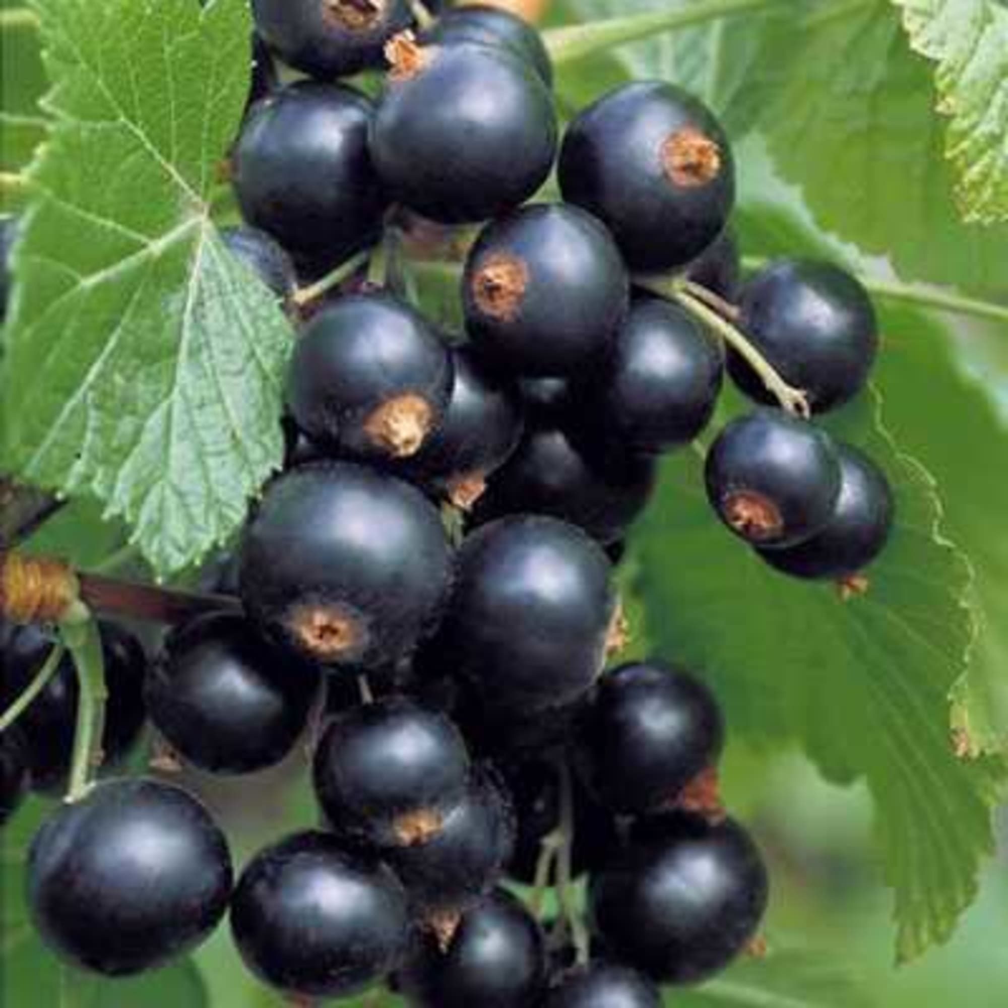 85325467 Смородина черная Гулливер ø17 h30 см Santreyd 