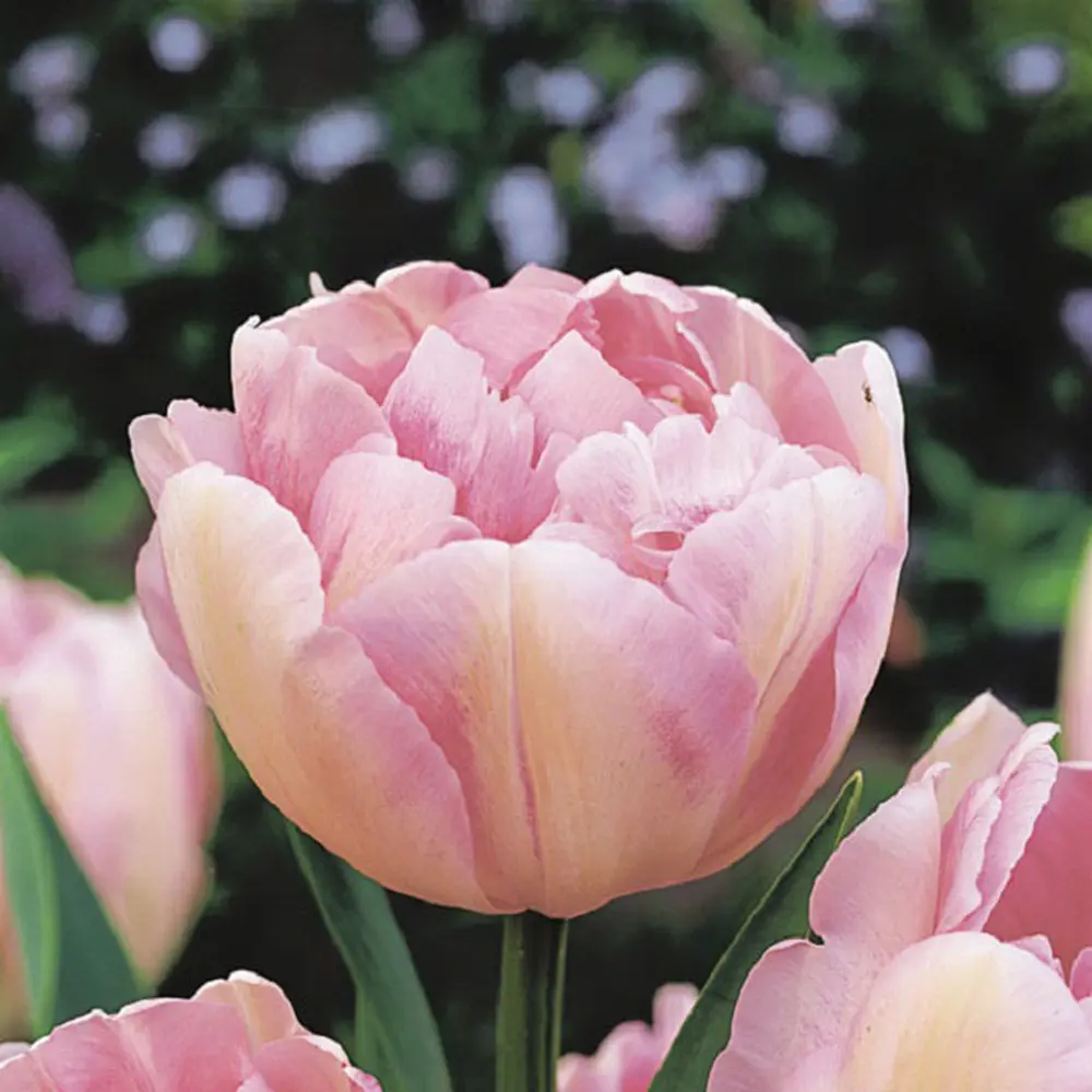 Тюльпан Geolia «Finola» STLM-2134493