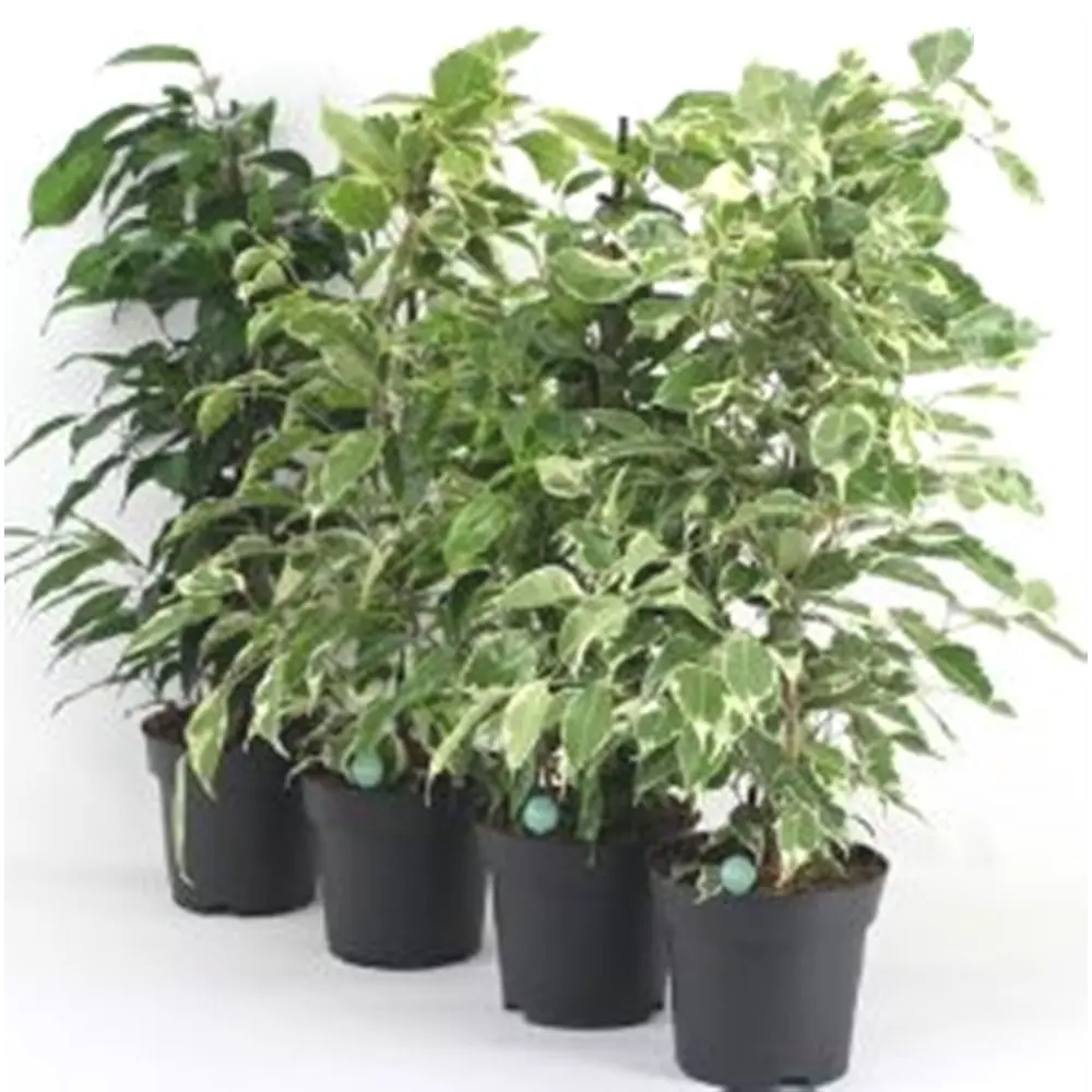 Фикус Бенджамина микс 14x55 см 82141724 STLM-2091811 Santreyd 