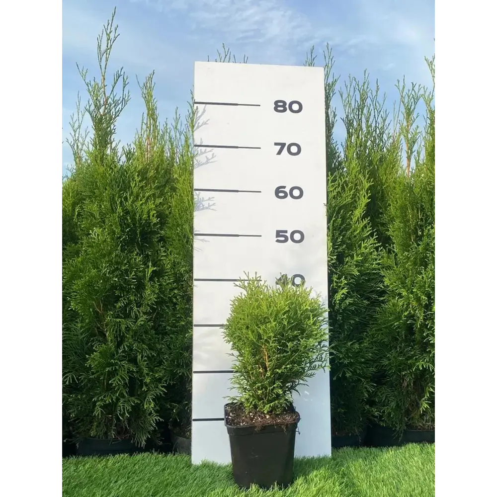 Туя Литл Гиант h20 - 40 см 89355455 STLM-2162468 Santreyd  - Вид №3