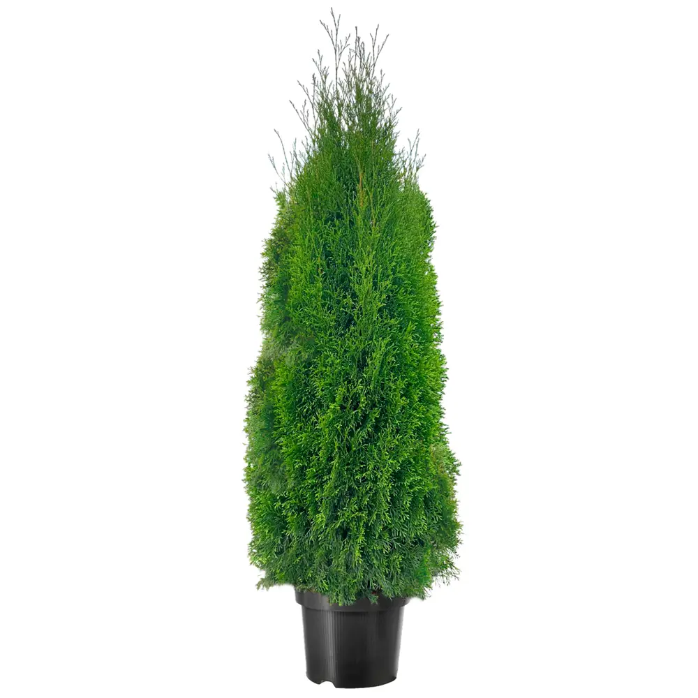 Туя Смарагд — изумрудное украшение вашего сада 85478030 Santreyd STLM-1585096