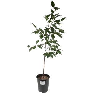 Вишня «Харитоновская» 2 года 24x80 см