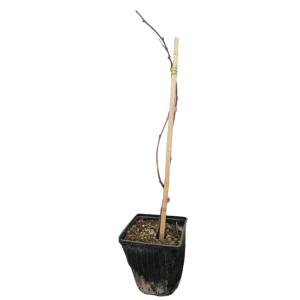 Ежевика Эбони ø12 h50 - 60 см 84737937 STLM-2163113