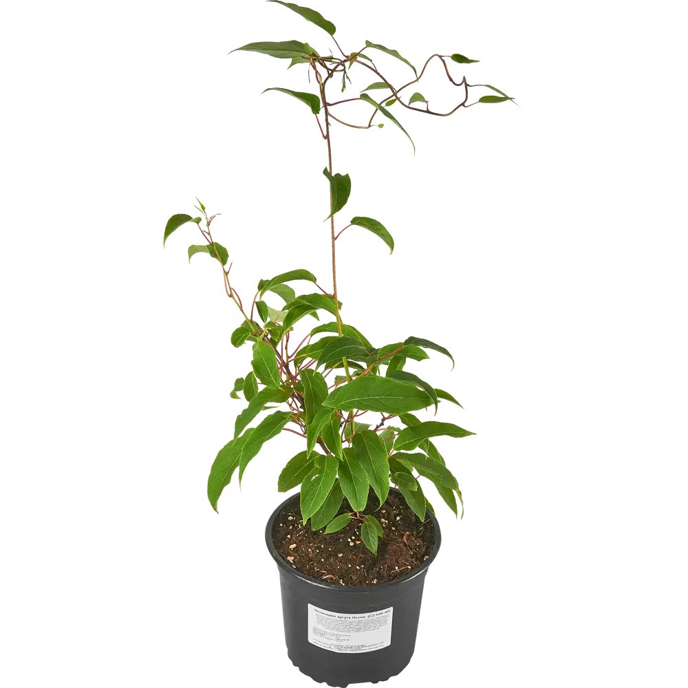 Santreyd Актинидия аргута Иссей - многолетняя лиана с ароматом тропиков 85325511 STLM-0061605 - Вид №1