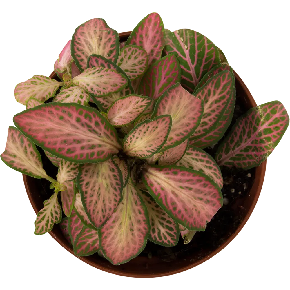 Santreyd Фиттония микс — живой акцент для интерьера 14032388 STLM-0004206 - Вид №1