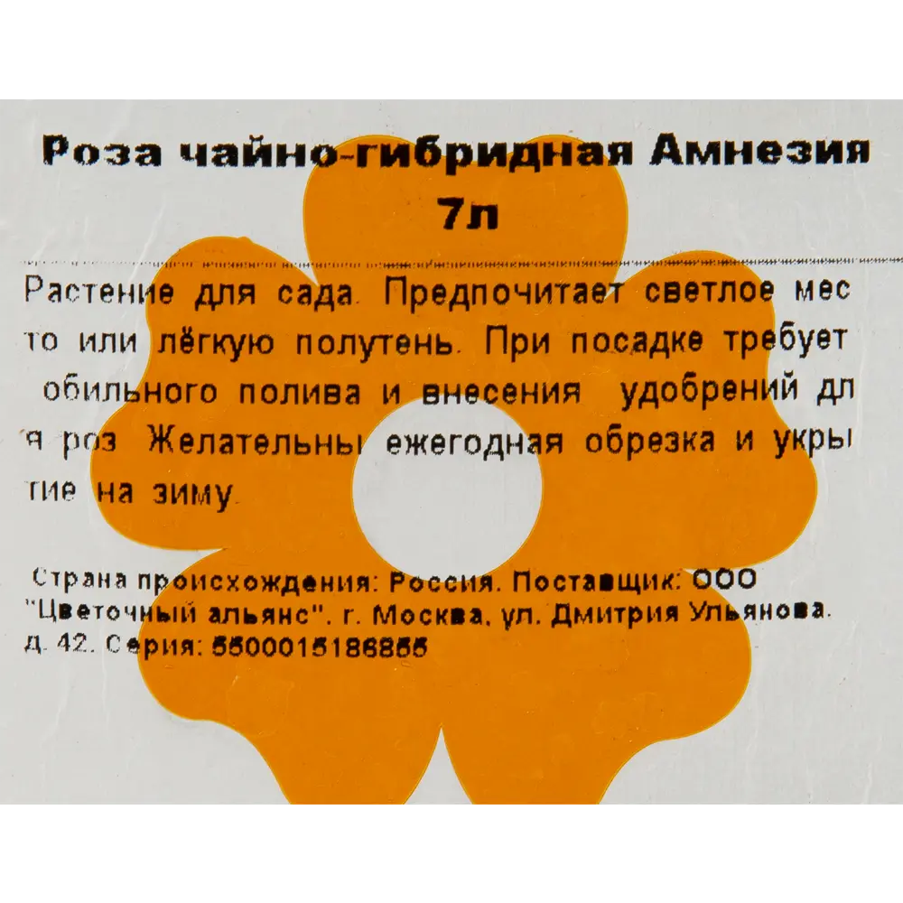 Роза чайно-гибридная «Амнезия» 23x40 см 82601783 STLM-2094766 Santreyd  - Вид №2