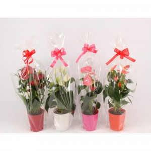 84450763 Антуриум микс в подарочной упаковке ø12 h40 см