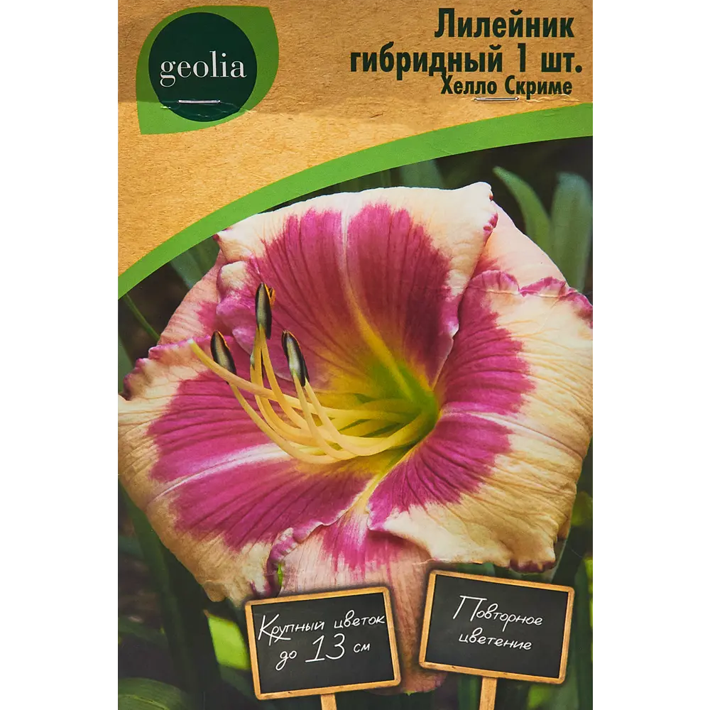 Лилейник Geolia гибридный Хелло Скриме STLM-2194222