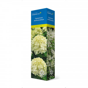 83786914 Гортензия метельчатая Литтл фрайз h37 см