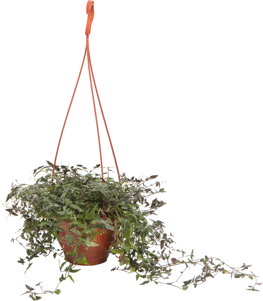 Santreyd Традесканция микс в подвесном кашпо - живой декор для интерьера 82560376