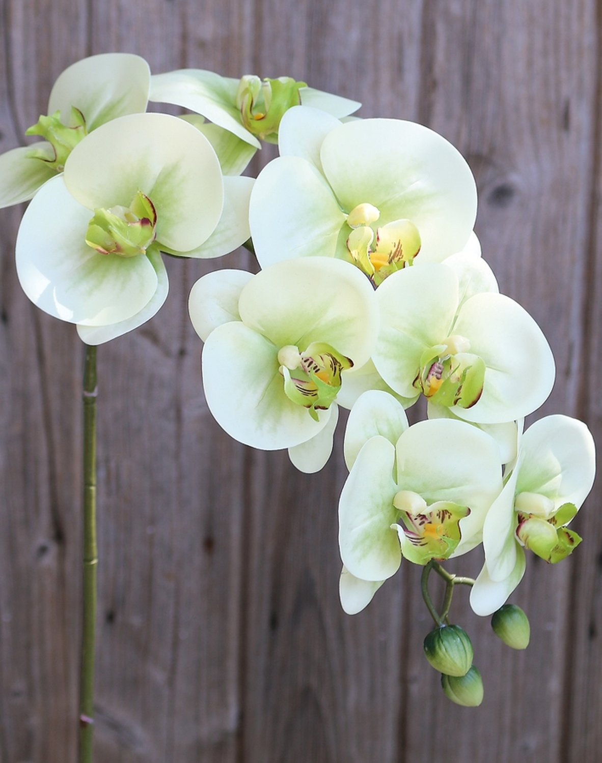 2845 788 a3 Пластиковая орхидея Phalaenopsis, 100 см, real touch soft, бежево-зеленая H-andreas  - Вид №2