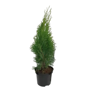 Туя западная Кубанский изумруд ø22 h40 см 85923186 STLM-2200660