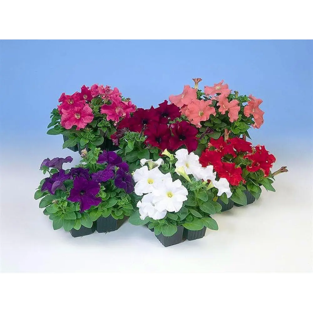 Петуния в кассете 4 шт 82585296 STLM-2120729 Santreyd 