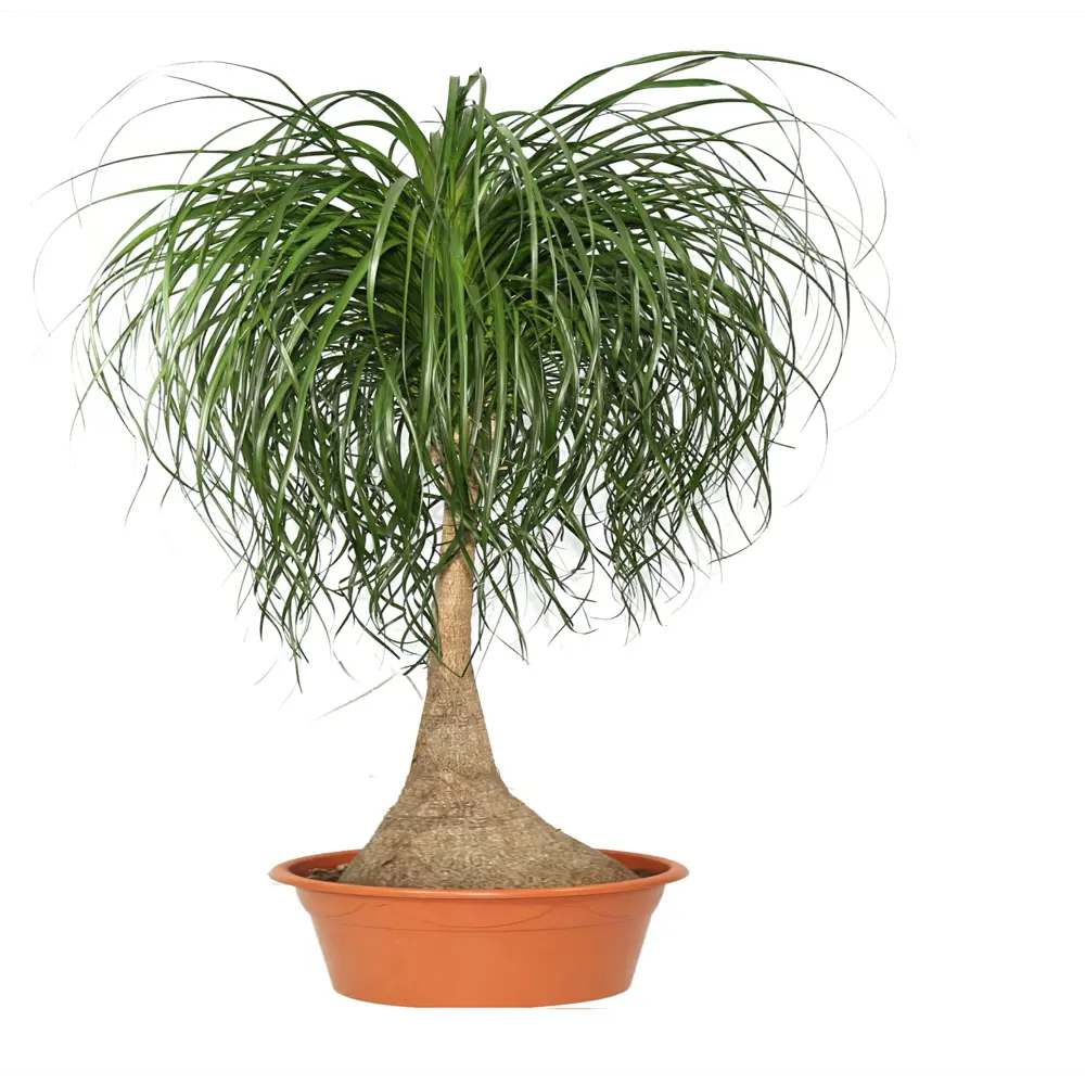 Нолина ø21 h25 см 83247659 STLM-2180856 Santreyd 