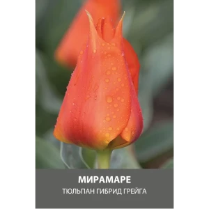 Тюльпан гибрид Грейга Мирамаре луковицы 10/11 89432924 STLM-2182482