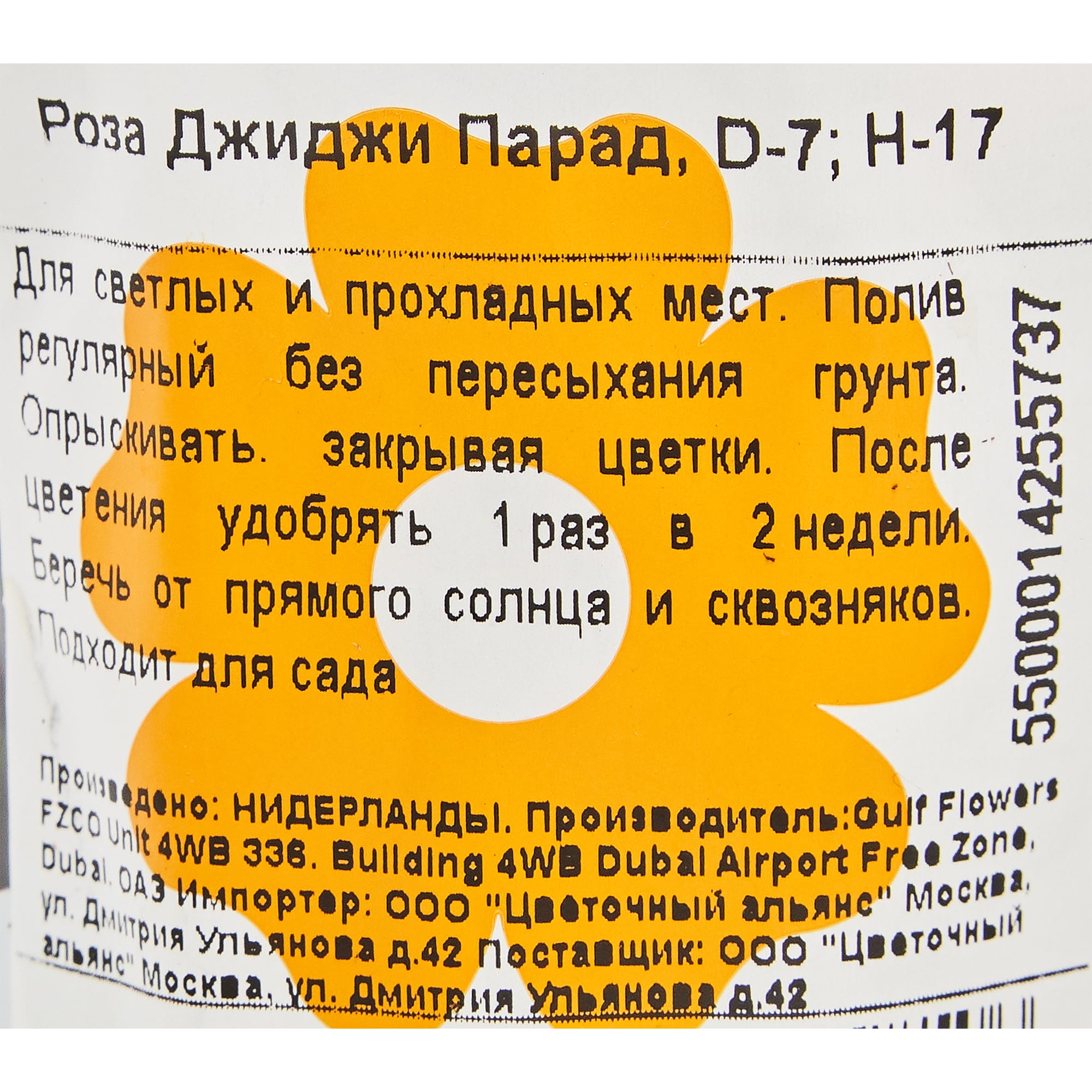 82877360 Роза Джиджи Парад 7x17 см Santreyd  - Вид №2