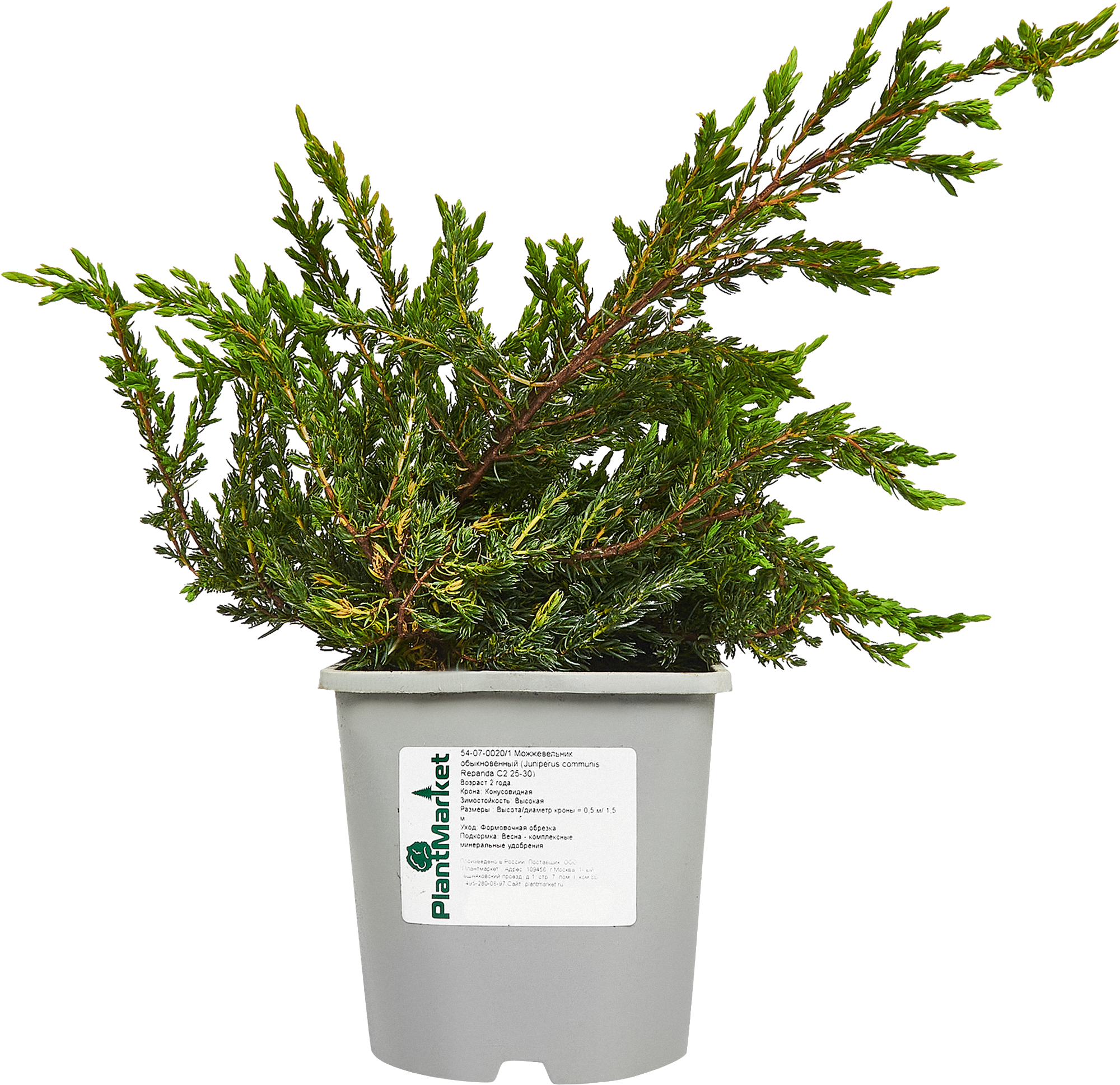 PLANTMARKET Можжевельник Репанда - почвопокровный хвойный кустарник 84834046 STLM-0055829 - Вид №1